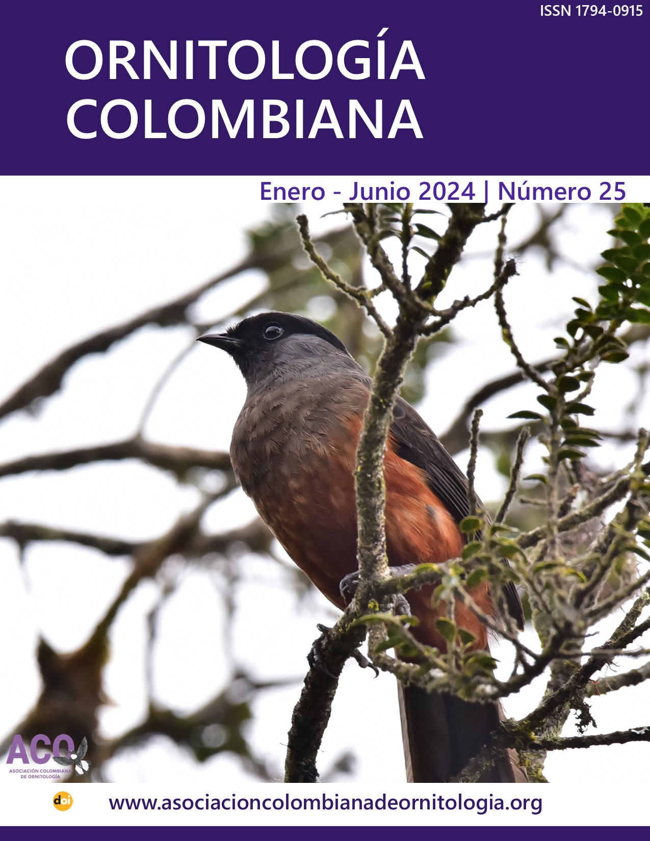 Imagen de la portada: Doliornis remseni Fotografía: Jean W. Parra-Colorado Reaparición de la Cotinga de páramo (Doliornis remseni) en el departamento del Quindío https://doi.org/10.59517/oc.e583