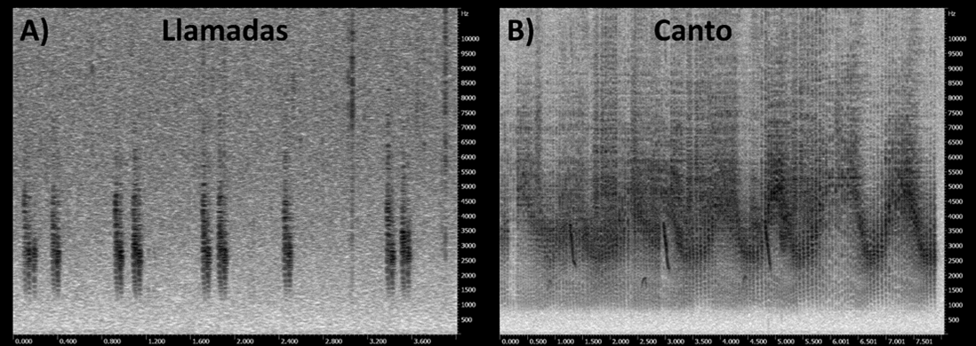 Vocalizaciones del Cucarachero de Apolinar (Cistothorus apolinari)